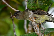 DSC_7600 Hypsipetes crassirostris Seychelles Bulbul_tn